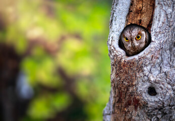 Obraz premium One of the most mysterious and cutest owls in nature. Eurasian Scops Owl. (Otus scops). Nature background.