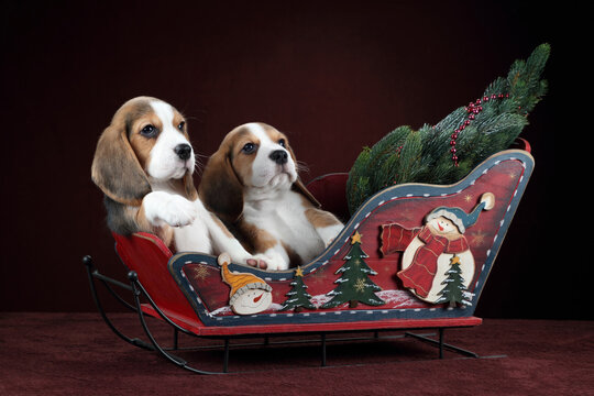 Two cute funny beagle puppies sitting in a Christmas sleigh