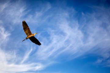 Flying bird. Purple heron. Blue sky background. 