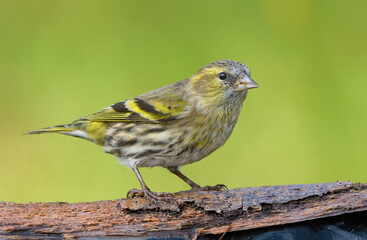 Young female Eurasian Siskin (Spinus spinus) perched on small branch with clean green background 