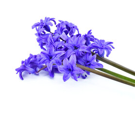 Bluebells flowers, isolated on white backround. Blue Hyacinth flowers, Hyacinthus orientalis.