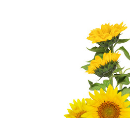 Yellow blossoming sunflowers in a summer corner arrangement isolated on white or transparent...