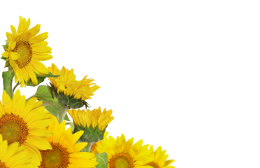 Yellow blossoming sunflowers in a summer corner arrangement isolated on white or transparent background