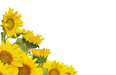 Fototapete Sonnenblume Yellow blossoming sunflowers in a summer corner arrangement isolated on white or transparent background  © Ortis