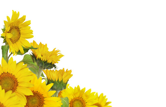Yellow blossoming sunflowers in a summer corner arrangement isolated on white or transparent background