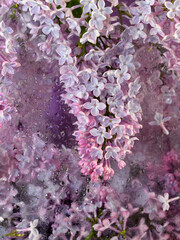 artistic image of lilac flowers with drops and blur effect