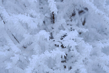 Branches tree are covered with snow crystals and frost after severe winter frost.