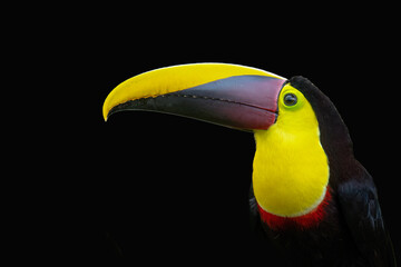 Yellow-throated Toucan portrait against black background