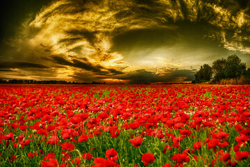 field of poppies