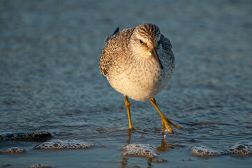 Biegus rdzawy na gdańskiej plaży.