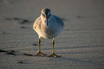 Biegus rdzawy na gdańskiej plaży. © Luca