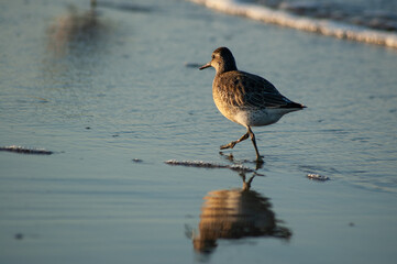 Biegus rdzawy na gdańskiej plaży.