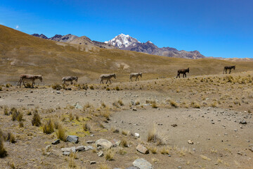 Royal Mountain Range of the Andes