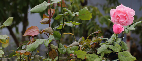 garden of village house on rainy day. light pink, red, bright, soft, fragrant rose plant. flower...