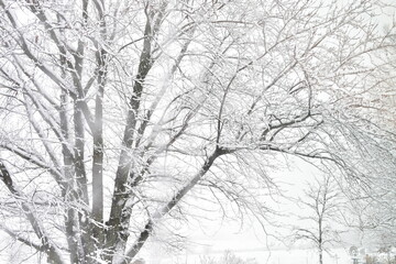 Snow on a Bare Tree