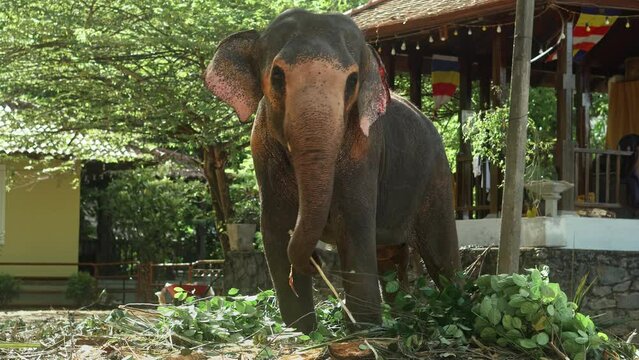 Real Sri Lankan Elephant in the field Traditional Perahara season in Kandy Sri Lanka 