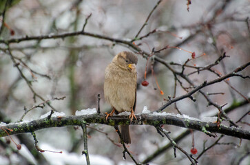 bird in winter tree