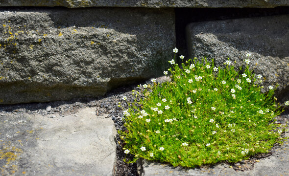 Irish moss perennial plant growing between rocks in a garden