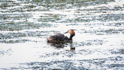 The water bird Great crested Grebe, Podiceps cristatus, swimming in the lake, and its cute babies riding on its back