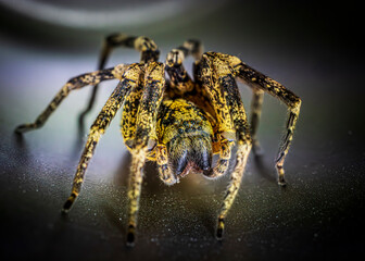 Spider