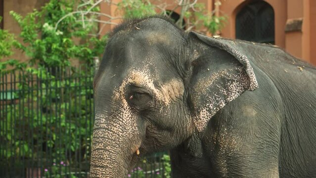 Real Sri Lankan Elephant in the field Traditional Perahara season in Kandy Sri Lanka 