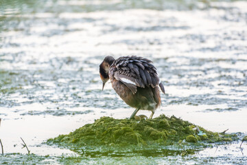 Great Crested Grebe, Podiceps cristatus, water bird sitting on the nest, nesting time on the green lake