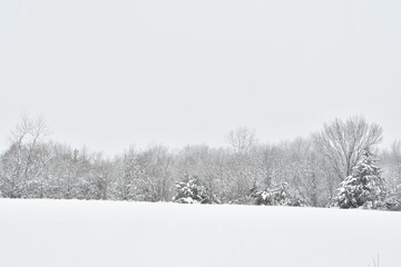 Naklejka premium Trees in a Snowy Field