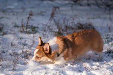 Small Pembroke Welsh Corgi puppy walks in the snow on a sunny winter day. Stuck his nose in the snow. Happy little dog. Concept of care, animal life, health, show, dog breed