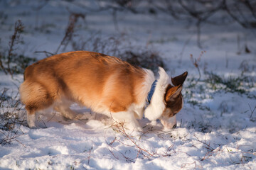 Small Pembroke Welsh Corgi puppy walks in the snow on a sunny winter day. Happy little dog. Concept of care, animal life, health, show, dog breed
