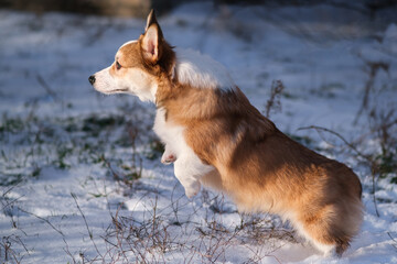 Small Pembroke Welsh Corgi puppy walks in the snow on a sunny winter day. Jumping. Happy little dog. Concept of care, animal life, health, show, dog breed