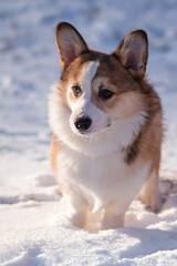 Small Pembroke Welsh Corgi puppy walks in the snow on a sunny winter day. Close-up, looking to the side. Happy little dog. Concept of care, animal life, health, show, dog breed