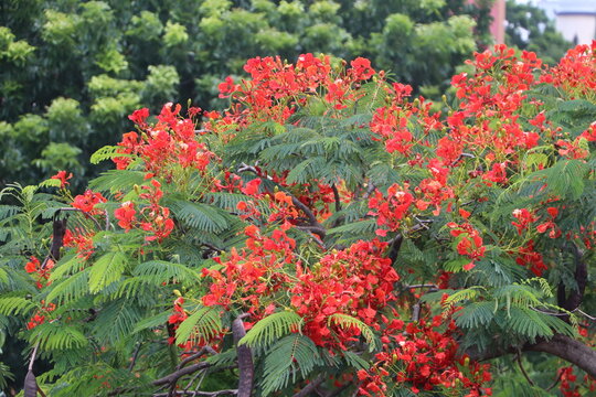 Delonix regia Red Flower Landscape Scenery Desktop Wallpaper