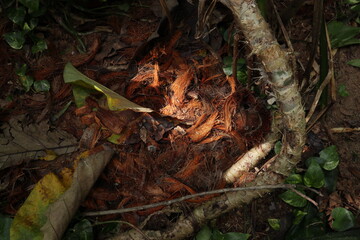 A view of the coconut shells and husks that were eaten by porcupines