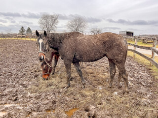 Two horses in a muddy field, covered with mud, one is eating.