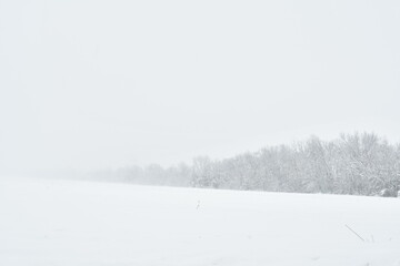 Trees in a Snowy Field