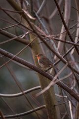 robin bird in a tree in the garden 