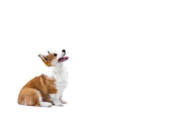 Side view of a small Pembroke Welsh Corgi puppy sitting and looking up. Isolated on white background. Happy little dog. Concept of care, animal life, health, show, dog breed