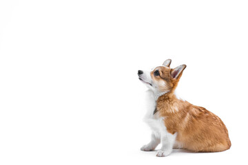 Small Pembroke Welsh Corgi puppy sits and looks up, side view. Isolated on white background. Happy little dog. Concept of care, animal life, health, show, dog breed