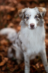 Obraz premium cute dogo aussi in autumn
