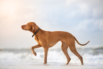 vizsla sundown by the sea