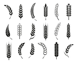 Set of black wheat ears icons and logos. For identity style of natural product company and farm company. Organic wheat, bread agriculture and natural eat. Contour lines. Flat vector design.  