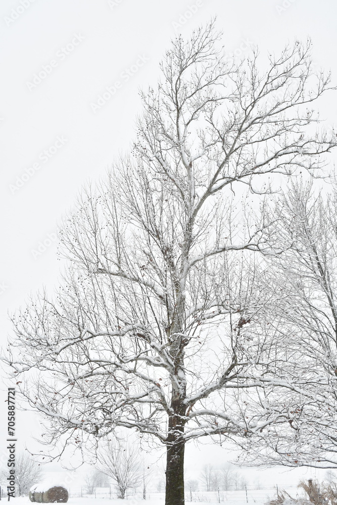 Canvas Prints tree in a snowstorm