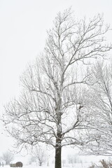 Fototapeta na wymiar Tree in a Snowstorm