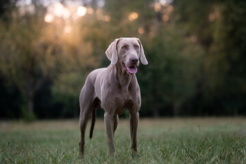 10 weimaraner