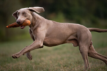 2 weimaraner