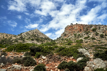 rocky mountain slope covered with flowering Eremurus bushes on the island of Crete