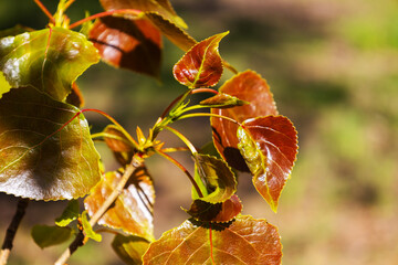 Spring and new life concept for natural design. Branch with young brown leaves of poplar tree....