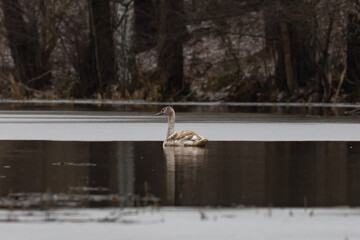beautiful swan,swan on the pond