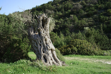 Unusual old destroyed tree