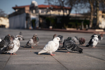 A white homing pigeon among a flock of street birds stands on a stonework in the middle of the street on a bright sunny day, a white street bird
